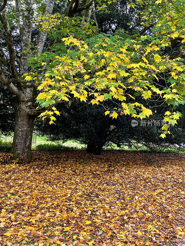 伦敦梧桐树(Platanus × acerifolia)的图像，有扶壁，树干和根被落叶包围，黄秋叶颜色的冠层，植物园的大片公园草坪，落叶树标本